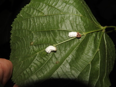 Pulvinaria hydrangeae