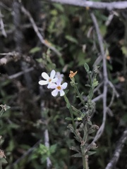 Chaenostoma decipiens