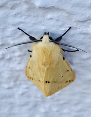 Spilosoma lutea