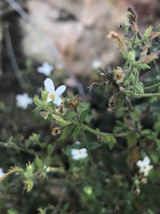 Chaenostoma decipiens
