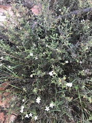 Chaenostoma decipiens