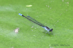 Paracercion calamorum