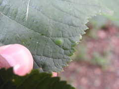 Physemocecis hartigi