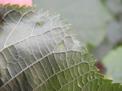 Physemocecis hartigi