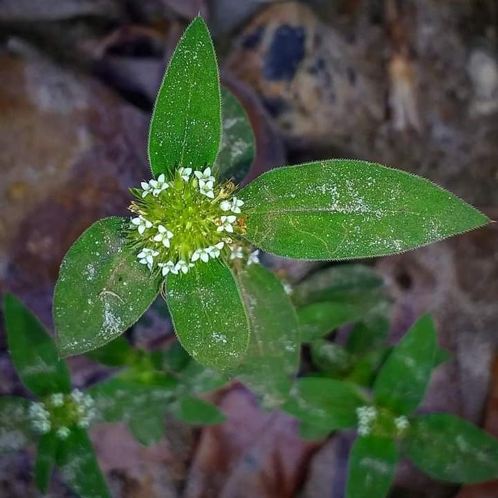 Mitracarpus hirtus
