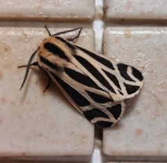 Apantesis virguncula