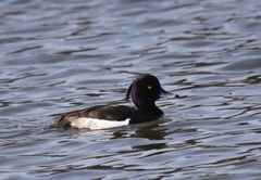 Aythya fuligula