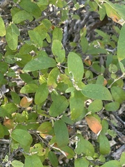 Croton menyharthii