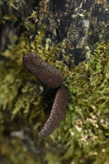 Xylaria castorea