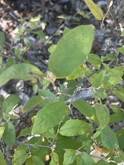 Croton menyharthii