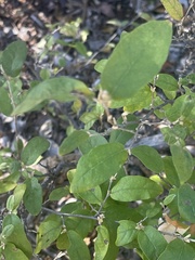 Croton menyharthii