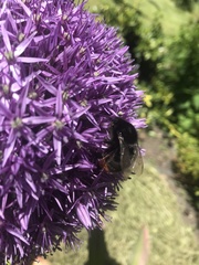 Bombus rupestris