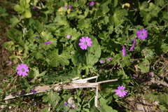 Geranium pyrenaicum