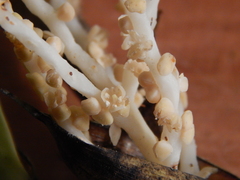 Chamaedorea linearis