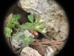 Trifolium stellatum