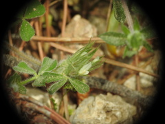 Trifolium stellatum