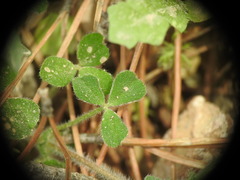 Trifolium stellatum