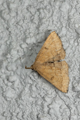 Pechipogo plumigeralis