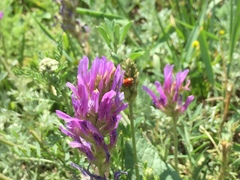 Astragalus onobrychis