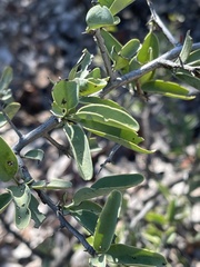 Ximenia americana microphylla