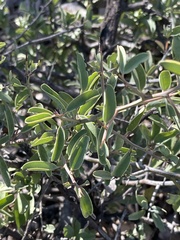 Ximenia americana microphylla