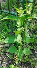 Urtica sondenii