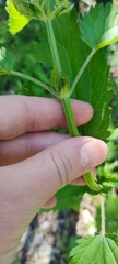 Urtica sondenii
