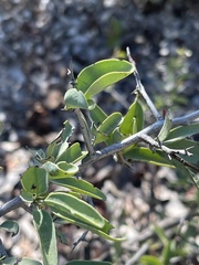 Ximenia americana microphylla