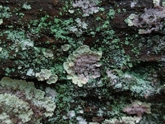 Lepraria membranacea