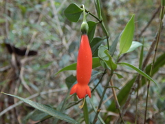 Helieae