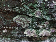 Lepraria membranacea