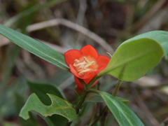 Helieae