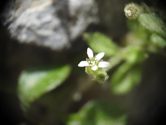 Arenaria muralis