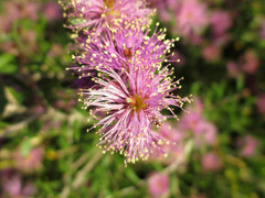 Melaleuca pentagona