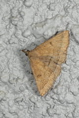 Pechipogo plumigeralis