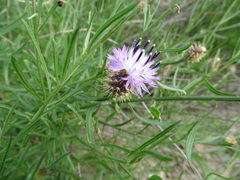 Centaurea aspera