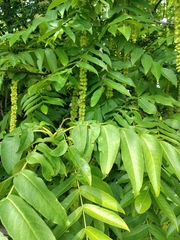 Pterocarya fraxinifolia
