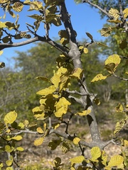 Gardenia resiniflua