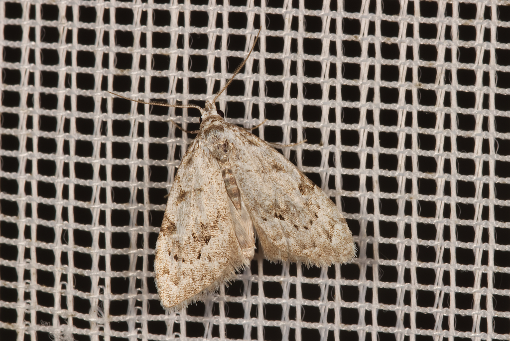 Least Black Arches