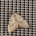 Least Black Arches - Photo (c) David Sandler, some rights reserved (CC BY), uploaded by David Sandler