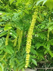 Pterocarya fraxinifolia