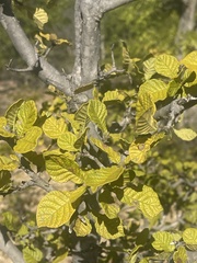 Gardenia resiniflua