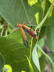 Cantharis livida