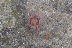 Anthopleura handi
