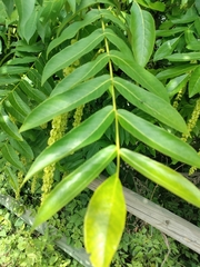Pterocarya fraxinifolia