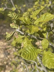 Gardenia resiniflua