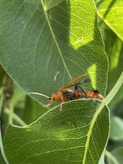 Cantharis livida
