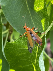 Cantharis livida