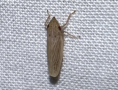 Draeculacephala septemguttata