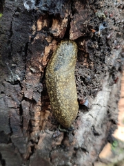 Geomalacus maculosus